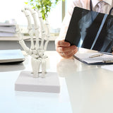 Hand Joint Anatomical Skeleton Model Human Anatomy Study Tool - Front View