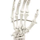 Hand Joint Anatomical Skeleton Model Human Anatomy Study Tool - Top-Down View