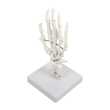 Hand Joint Anatomical Skeleton Model Human Anatomy Study Tool - 45-Degree Angle