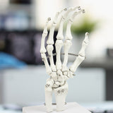Hand Joint Anatomical Skeleton Model Human Anatomy Study Tool - Rear View
