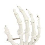 Hand Joint Anatomical Skeleton Model Human Anatomy Study Tool - Close-Up Angle
