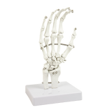 Hand Joint Anatomical Skeleton Model Human Anatomy Study Tool