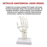 Hand Joint Anatomical Skeleton Model Human Anatomy Study Tool - Extra Image