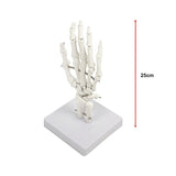 Hand Joint Anatomical Skeleton Model Human Anatomy Study Tool - Extra Image