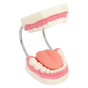 Dental Tooth Brushing Model Teeth Care
