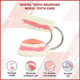 Dental Tooth Brushing Model Teeth Care - Side View