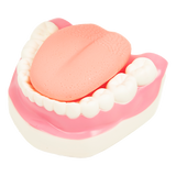 Dental Tooth Brushing Model Teeth Care - Top-Down View