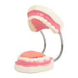 Dental Tooth Brushing Model Teeth Care - 45-Degree Angle