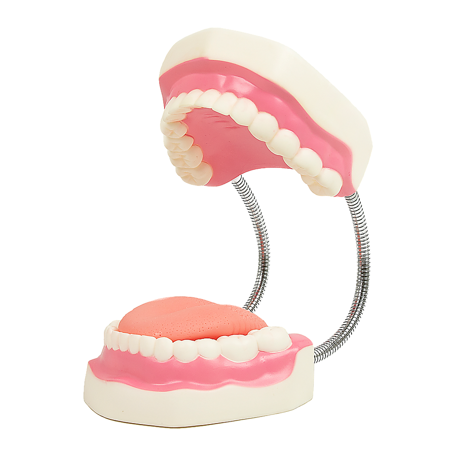 Dental Tooth Brushing Model Teeth Care