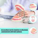 Dental Tooth Brushing Model Teeth Care - Rear View