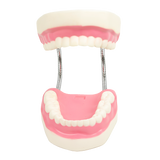 Dental Tooth Brushing Model Teeth Care - Close-Up Angle