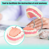 Dental Tooth Brushing Model Teeth Care - Low Angle