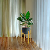 Metal Plant Stand Adjustable Indoor - Front View