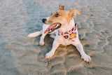 Designer Dog Bandana's
