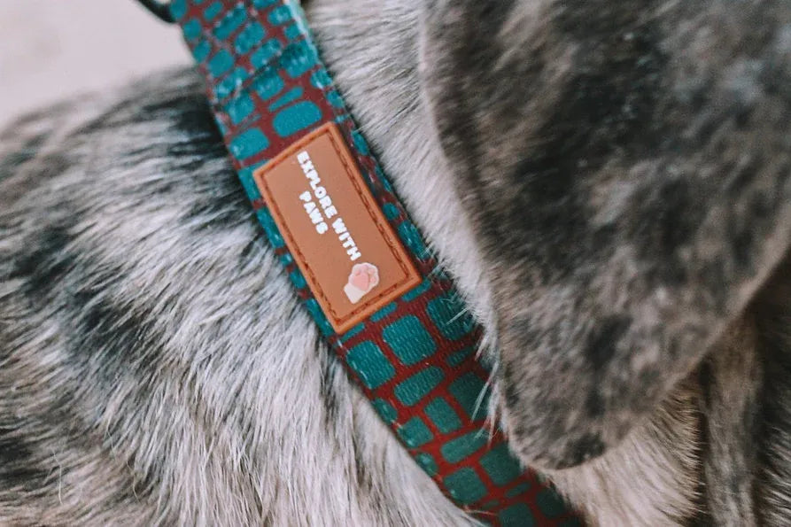 Designer Dog Collars