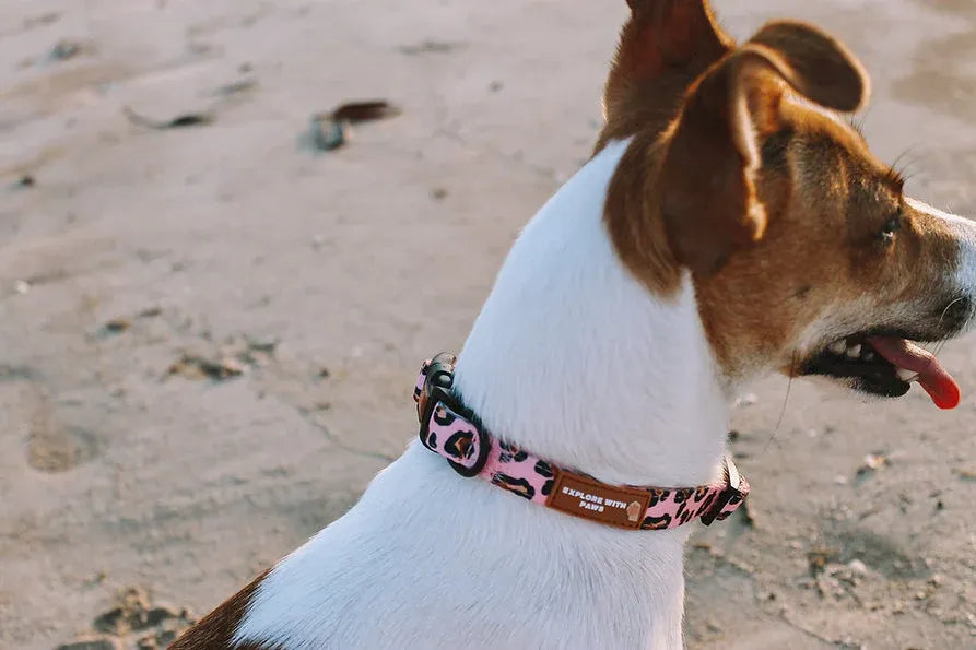 Designer Dog Collars