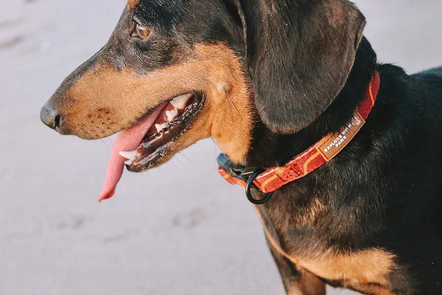 Designer Dog Collars