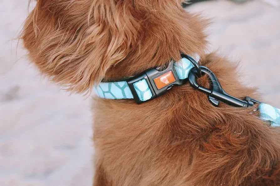 Designer Dog Collars