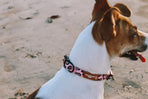 Designer Dog Collars