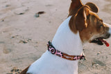 Designer Dog Collars - Front View