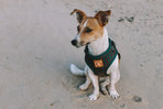 Designer Dog Harness