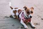 Designer Dog Harness
