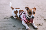 Designer Dog Harness - Side View