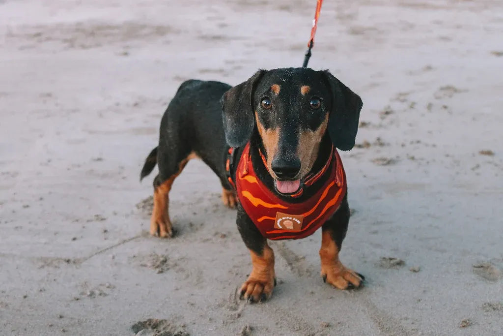 Designer Dog Harness