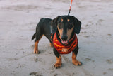 Designer Dog Harness - Side View