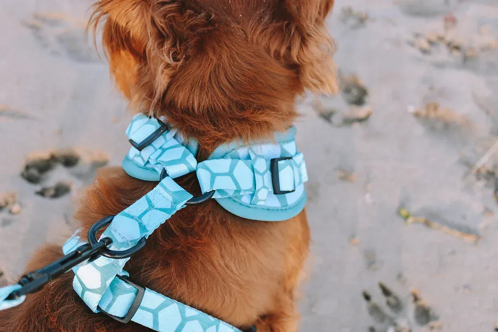 Designer Dog Harness