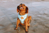 Designer Dog Harness - Top-Down View