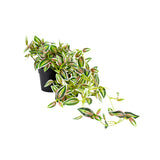 Potted Hanging Artificial Verigated Weeper 72cm