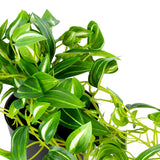 Potted Hanging Faux Green Weeper 72cm - Front View