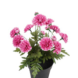 Potted Artifical Pink 'Mum' Chrysanthemum 27cm - Side View