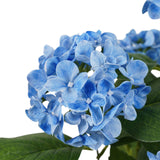 Potted Artificial Blue Hydrangea 50cm - Side View