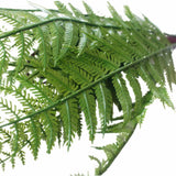 Dark Fern Stem UV Resistant 38cm - Top-Down View