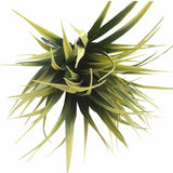 Yellow Tipped Grass Stem UV Resistant 35cm - Top-Down View