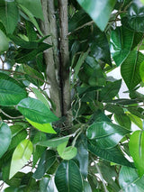 Mixed Green Bushy Artificial Ficus Tree 180cm - Top-Down View