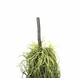 Artificial Air Plant / Spanish Moss (Old Man Beard) 60cm - Top-Down View
