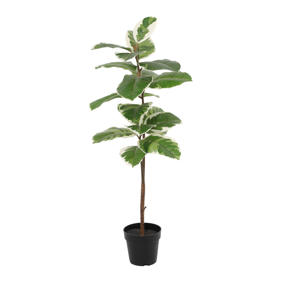 Potted Artificial Variegated Rubber Leaf Tree 118cm