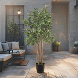 Potted Artificial Variegated Ficus Tree 168cm - Front View
