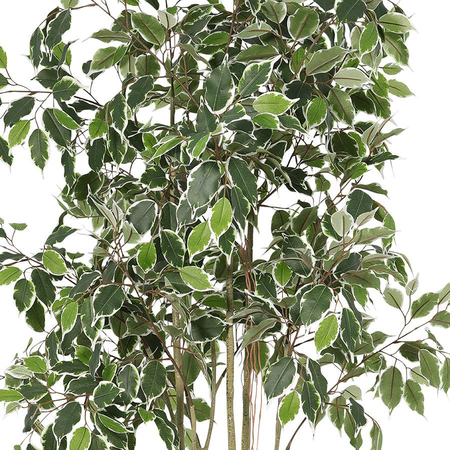 Potted Artificial Variegated Ficus Tree 168cm
