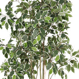 Potted Artificial Variegated Ficus Tree 168cm - Side View