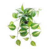Potted Artificial Hanging Variegated Pothos 42cm