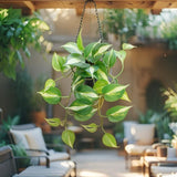 Potted Artificial Hanging Variegated Pothos 42cm - Front View