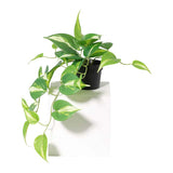 Potted Artificial Hanging Variegated Pothos 42cm - Top-Down View