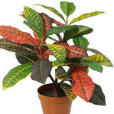 Potted Artificial Calathea 38cm - Top-Down View