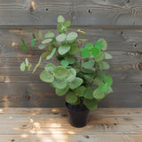 Potted Artificial Eucalyptus 48cm - Front View