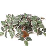 Potted Artificial Wandering Dude Plant 40cm - Front View