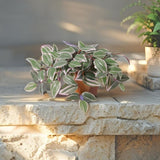 Potted Artificial Wandering Dude Plant 40cm - Side View